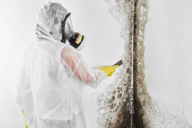 Best Mold Removal Company Near Me  in Spring Park, MN