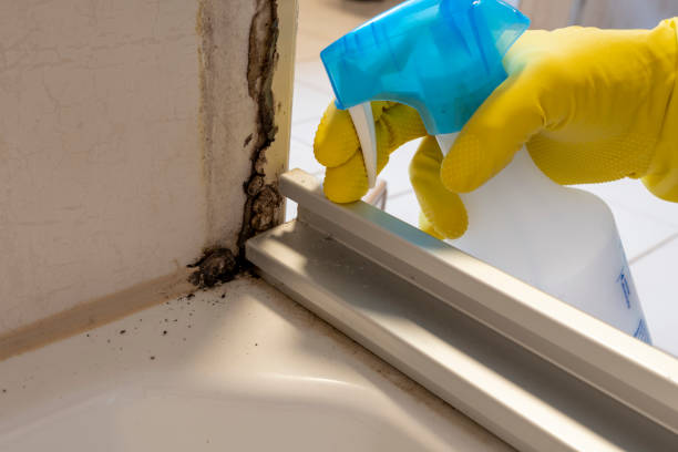 Best Attic Mold Removal  in Spring Park, MN