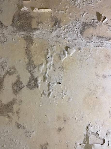 Best Local Mold Removal Service  in Spring Park, MN