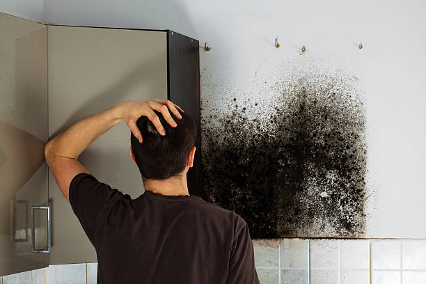 Best Fast Mold Removal  in Spring Park, MN