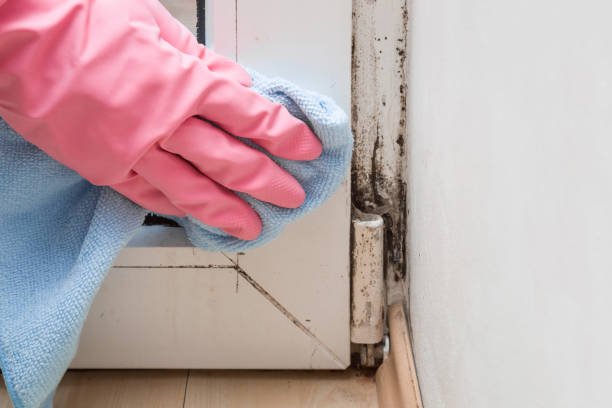 Best Residential Mold Removal  in Spring Park, MN